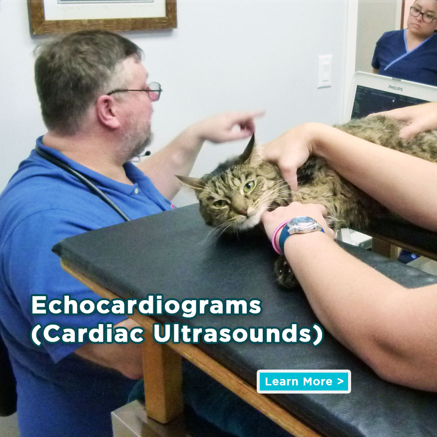 See Our Echocardiogram Services