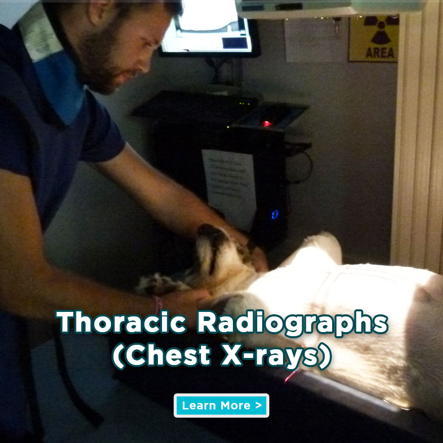 See Our Thoracic Radiograph Services