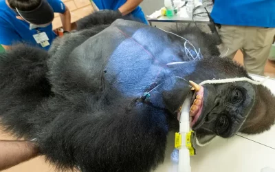 Gorilla Undergoes Extensive Exams at Zoo Miami