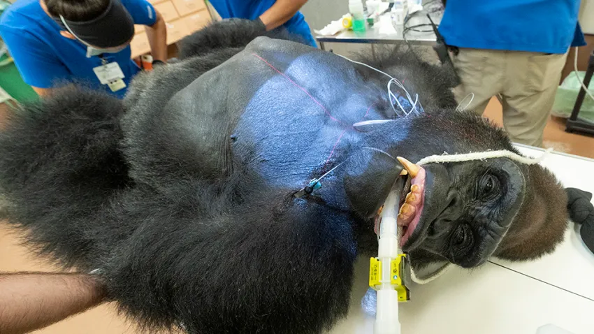 Gorilla Undergoes Extensive Exams at Zoo Miami